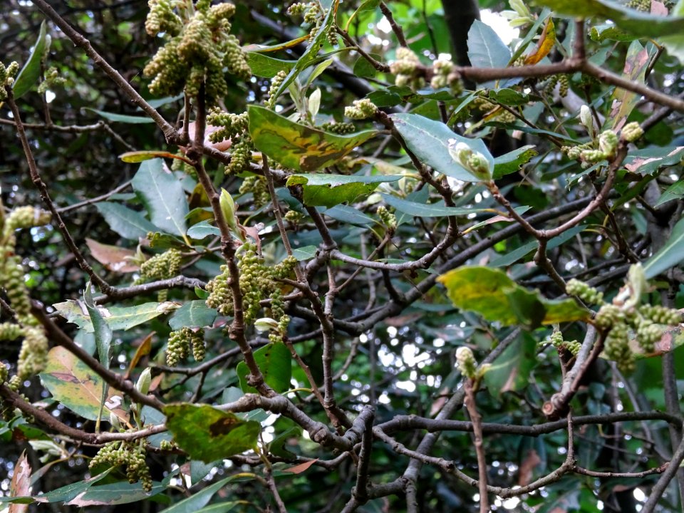 Feuilles et inflorescences de Chêne vert, Quercus ilex, Fa… 