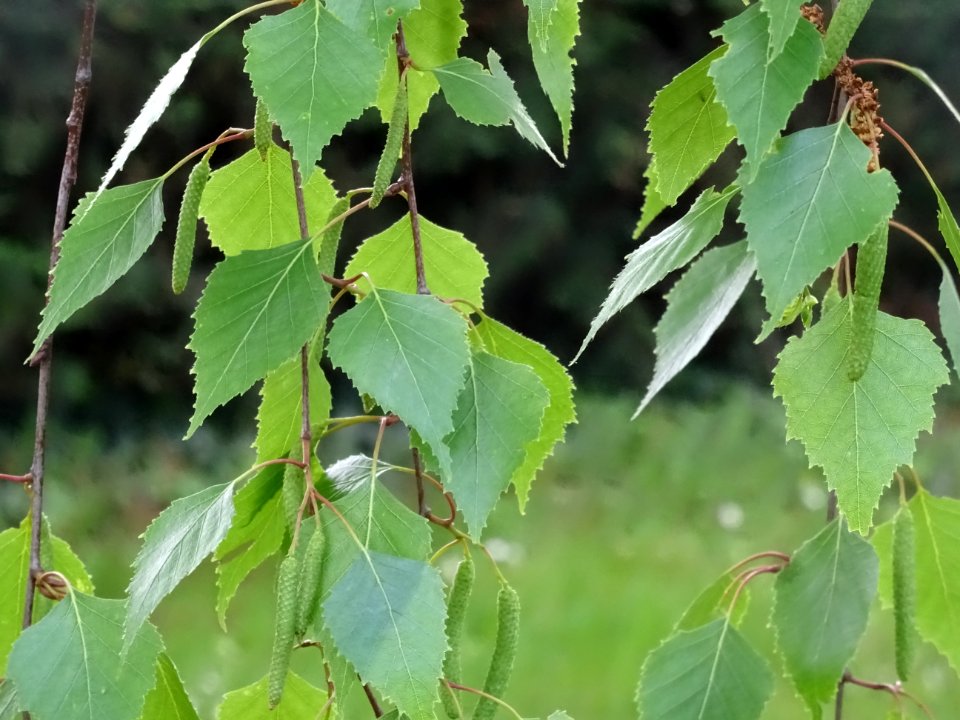 Feuilles et châtons du Bouleau blanc ou Bouleau verruqueux… 