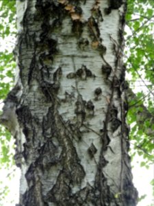 Tronc du Bouleau blanc ou Bouleau verruqueux, Betula verru… 