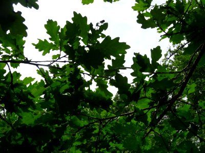 Feuilles du Chêne pédonculé, Quercus robur, Fagacées 