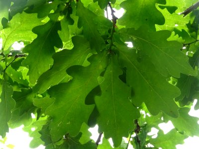 Feuilles du Chêne pédonculé, Quercus robur, Fagacées 