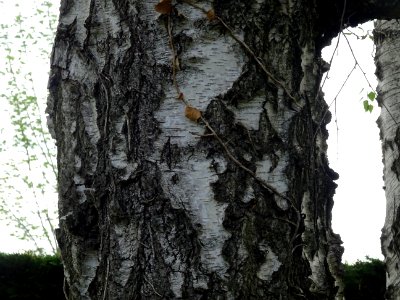 Tronc de Bouleau blanc ou Bouleau verruqueux, Betula verru… photo