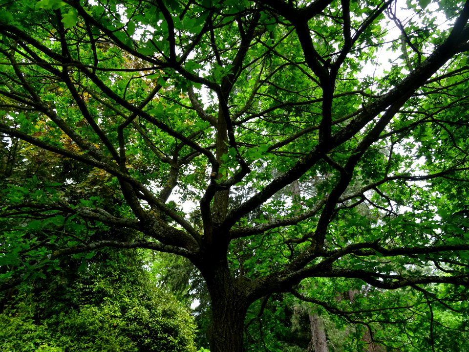 Tronc et branches du Chêne pédonculé, Quercus robur, Fagac… 