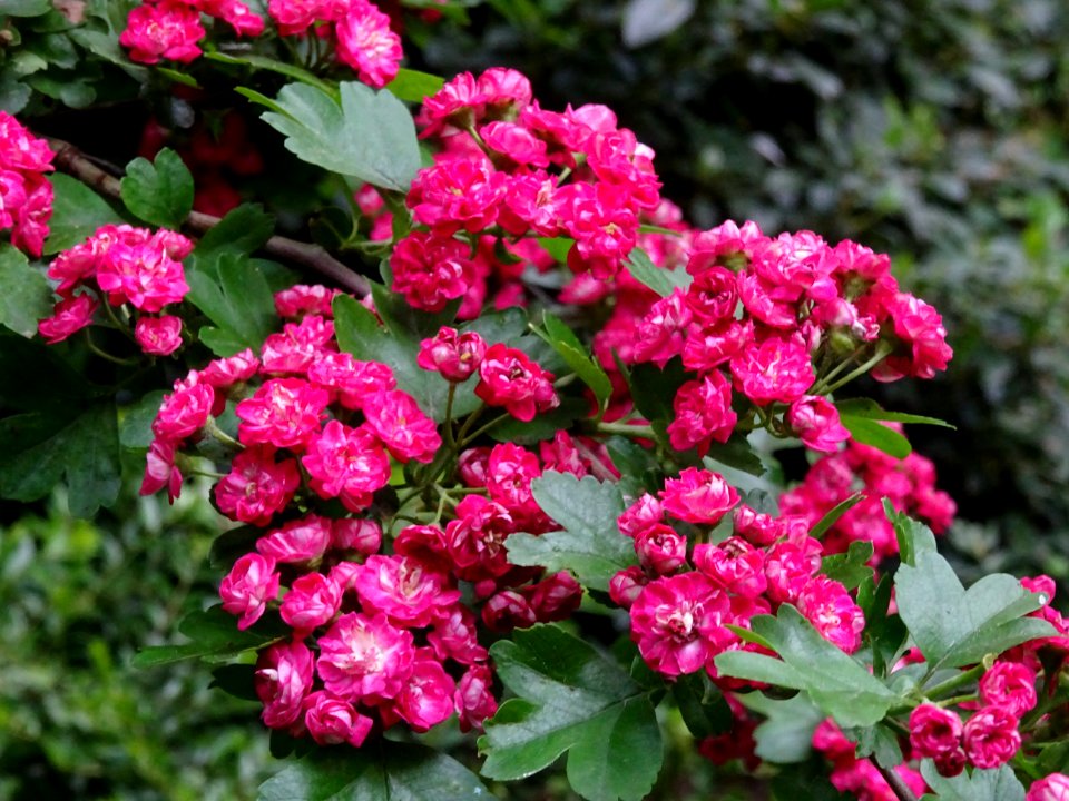 Aubépine à deux styles var. rose, Crataegus laevigata rose… 