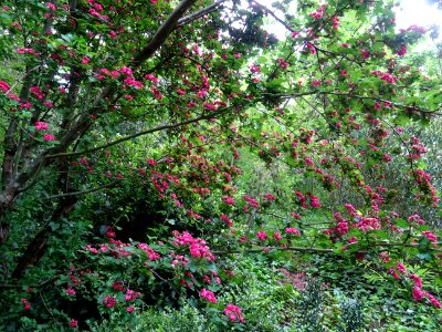 Aubépine à deux styles var. rose, Crataegus laevigata rose… 
