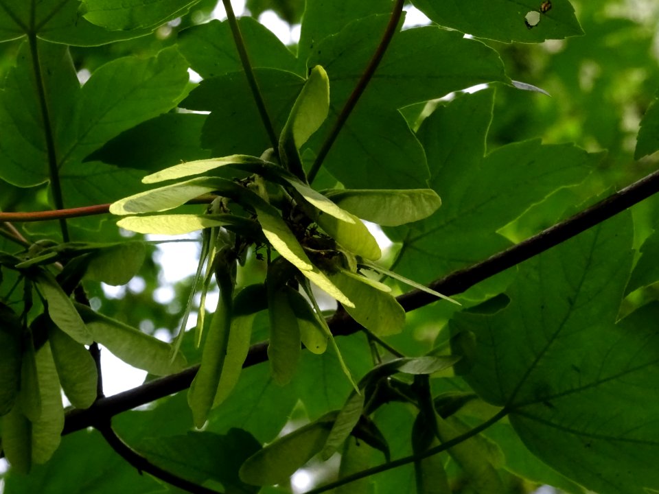 Feuilles et samares de l'Erable sycomore, Acer pseudoplata… 