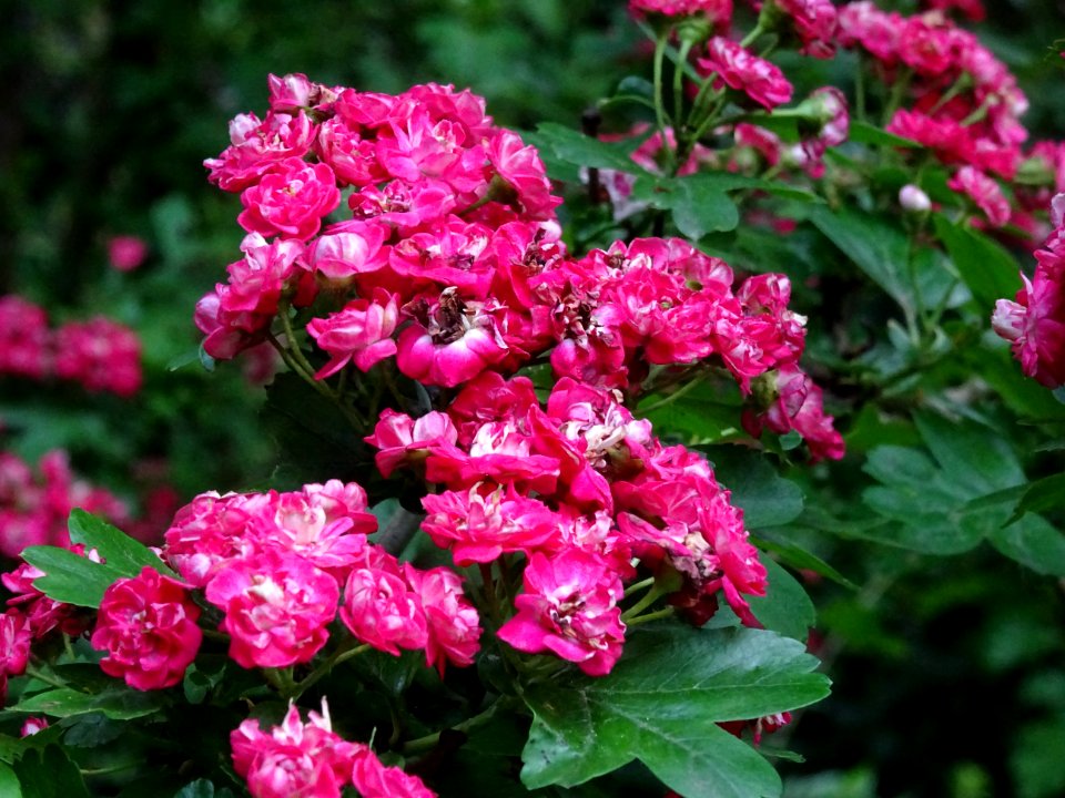 Aubépine à deux styles var. rose, Crataegus laevigata rose… 