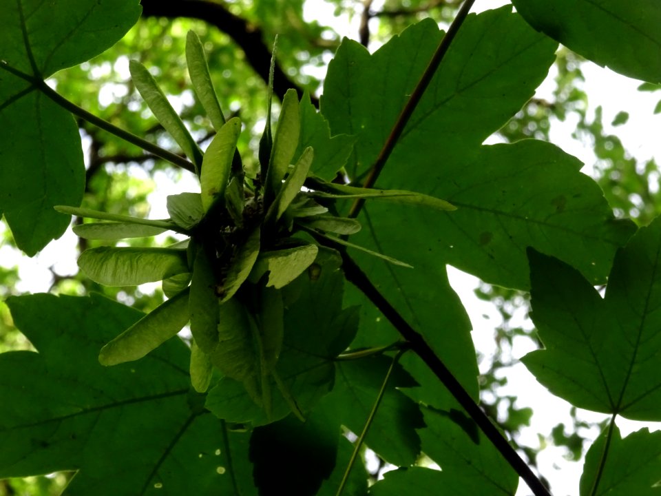 Feuilles et samares de l'Erable sycomore, Acer pseudoplata… 