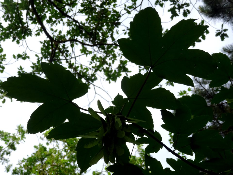 Feuilles et samares de l'Erable sycomore, Acer pseudoplata… 