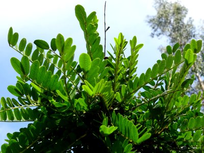 Feuilles du Kowhai à petites feuilles, Sophora microphylla… 