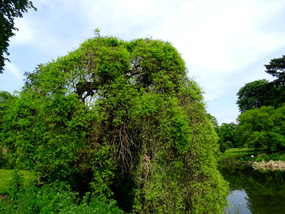 Sophora du Japon pleureur, Sophora japonica pendula, Fabac… 