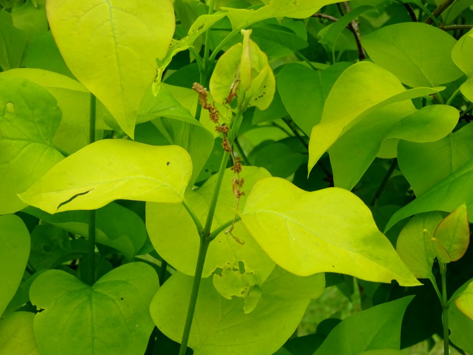 Feuilles du Lilas doré, Syringa vulgaris 'Aurea', Oléacées… 