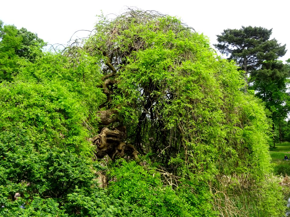 Sophora du Japon pleureur, Sophora japonica pendula, Fabac… 