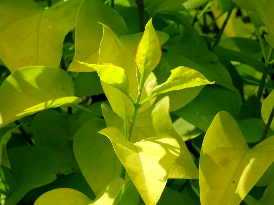 Feuilles du Lilas doré, Syringa vulgaris 'Aurea', Oléacées… 