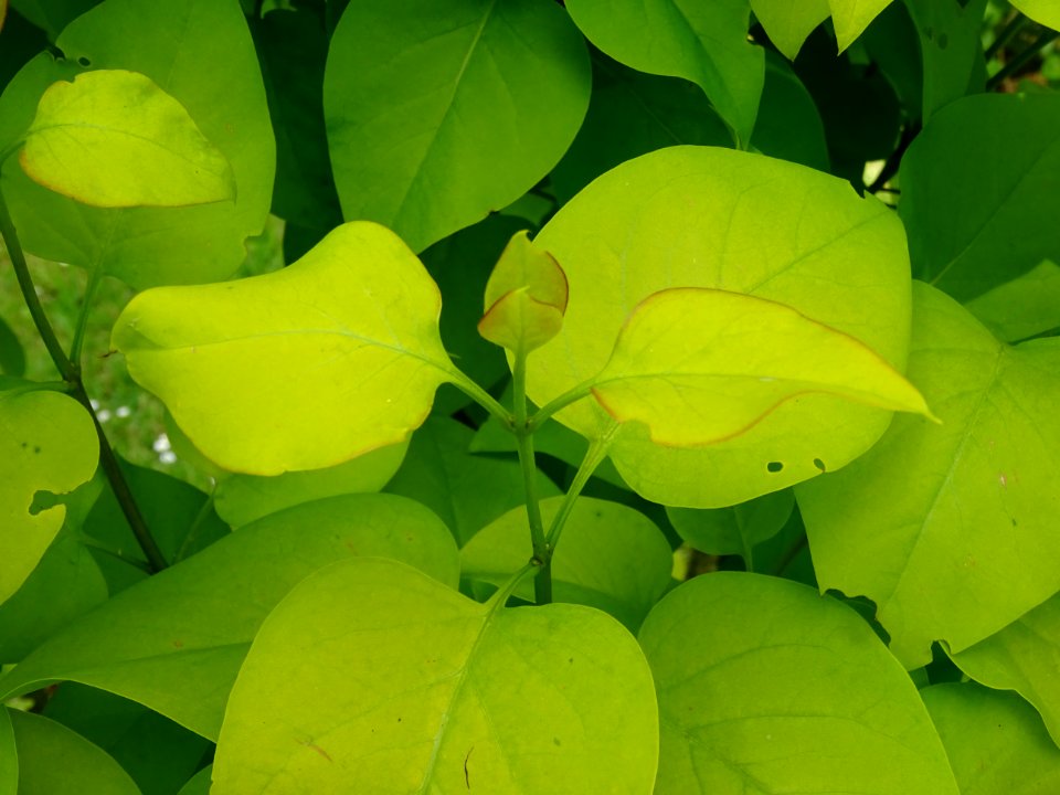 Feuilles du Lilas doré, Syringa vulgaris 'Aurea', Oléacées… 