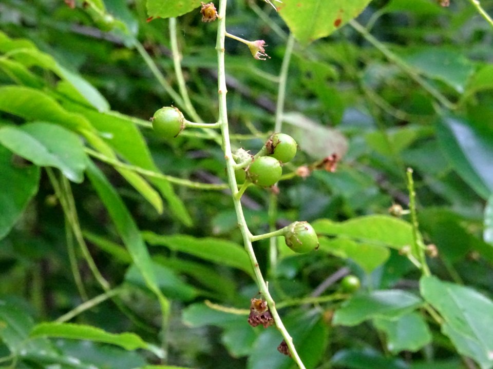 Fruits immatures verts du Cerisier tardif ou cerisier noir… 