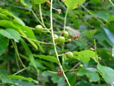 Fruits immatures verts du Cerisier tardif ou cerisier noir… 