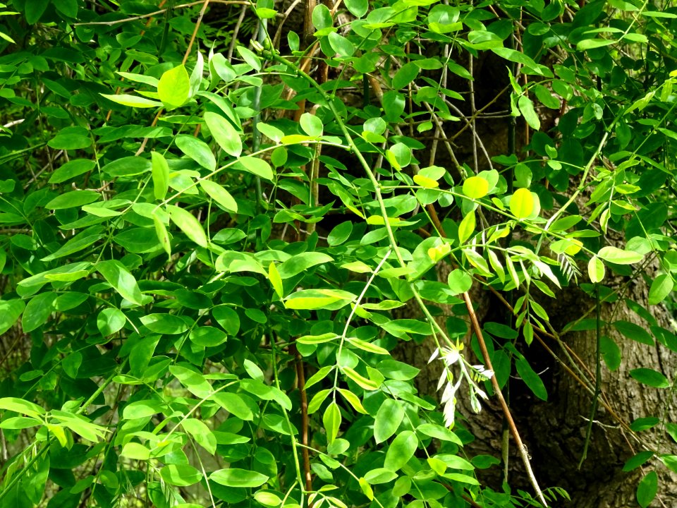 Feuilles du Sophora du Japon pleureur, Sophora japonica pe… 