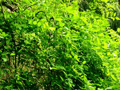 Feuilles du Sophora du Japon pleureur, Sophora japonica pe… 