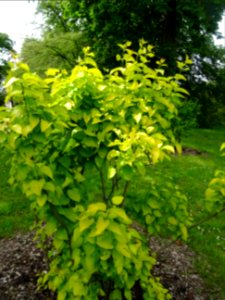 Lilas doré, Syringa vulgaris 'Aurea', Oléacées 