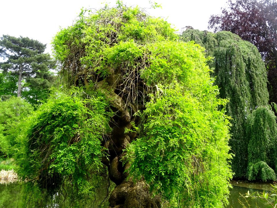 Sophora du Japon pleureur, Sophora japonica pendula, Fabac… 