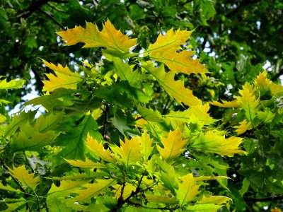 Chêne à feuilles de forme différentes, Quercus heterophyll… 