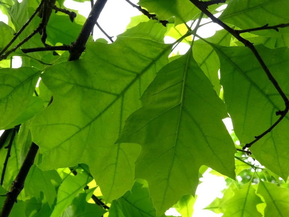 Chêne à feuilles de forme différentes, Quercus heterophyll… 