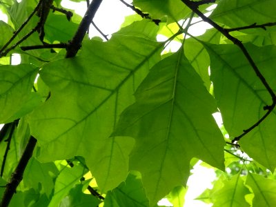 Chêne à feuilles de forme différentes, Quercus heterophyll… 
