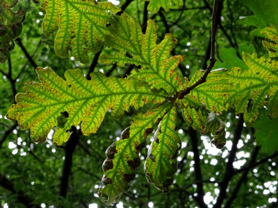 Feuilles du Chêne de Hongrie, Quercus frainetto, Fagacées 