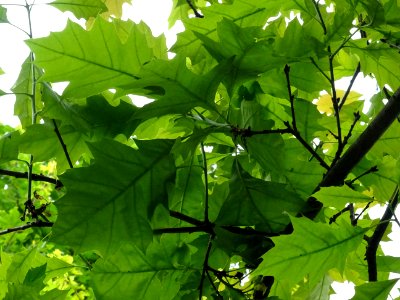 Chêne à feuilles de forme différentes, Quercus heterophyll… 