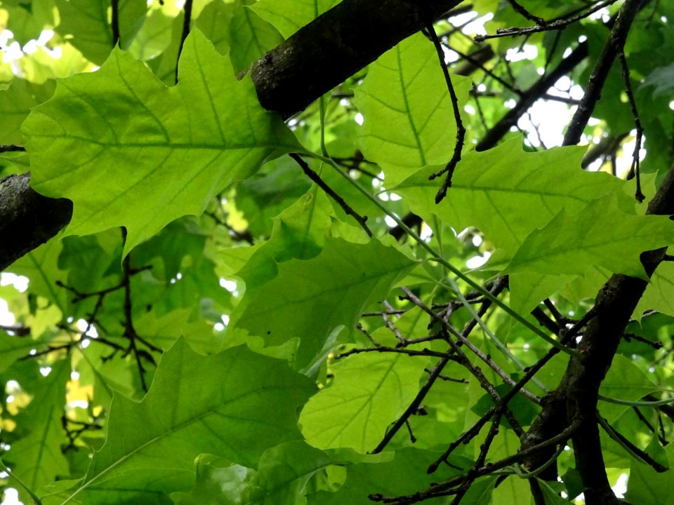 Chêne à feuilles de forme différentes, Quercus heterophyll… 