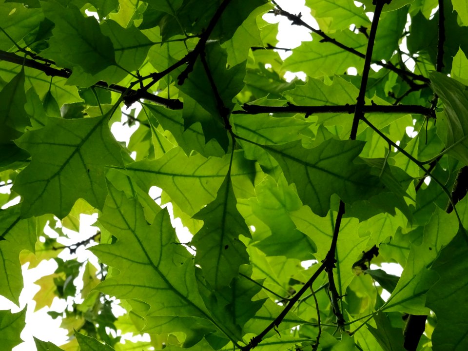 Chêne à feuilles de forme différentes, Quercus heterophyll… 