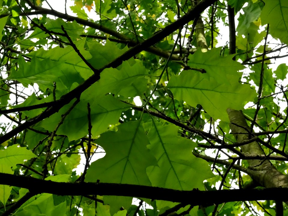 Chêne à feuilles de forme différentes, Quercus heterophyll… 