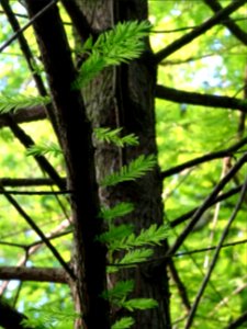 Rameaux feuillus du Cyprès chauve des marécages, Taxodium … 
