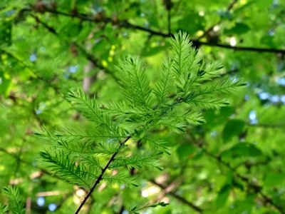 Rameau feuillu du Cyprès chauve des marécages, Taxodium di… 