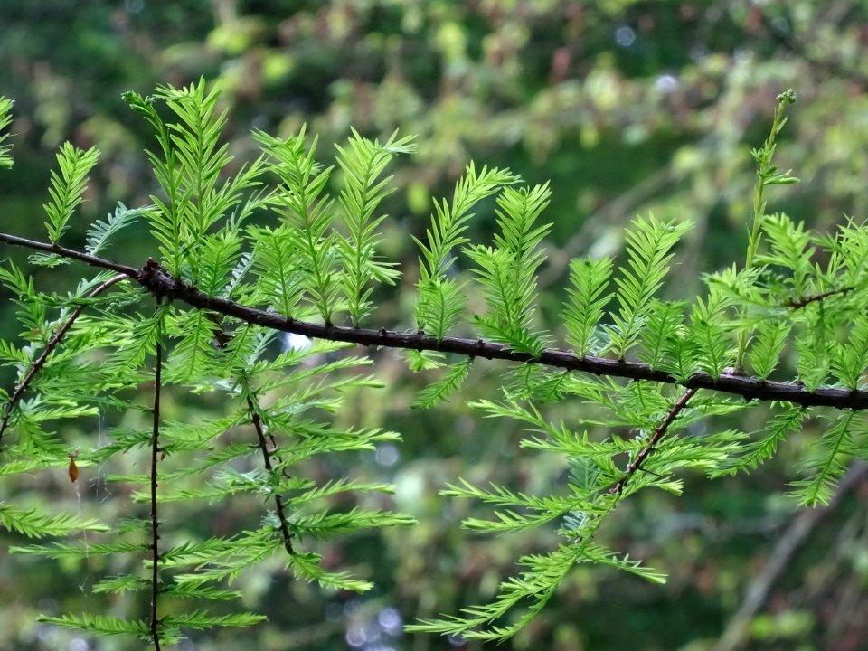 Rameau feuillu du Cyprès chauve des marécages, Taxodium di… 