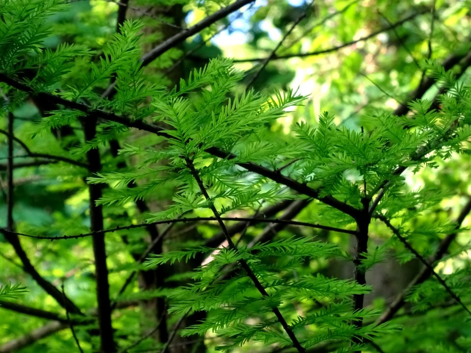 Rameaux feuillus du Cyprès chauve des marécages, Taxodium … 