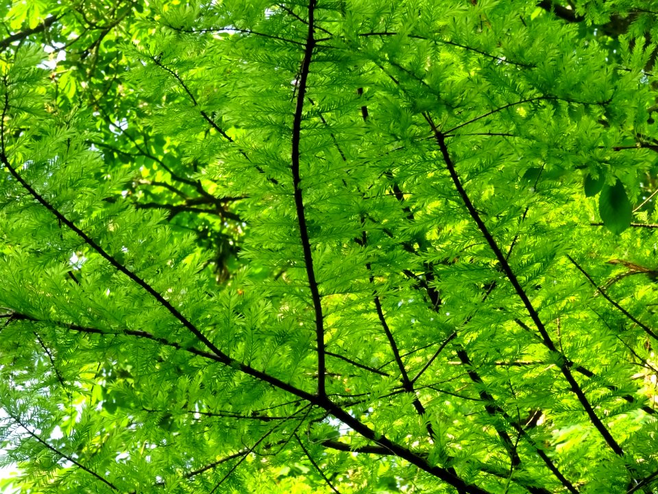 Rameaux feuillus du Cyprès chauve des marécages, Taxodium … 