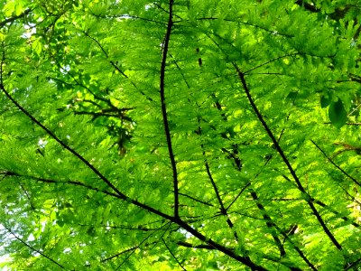 Rameaux feuillus du Cyprès chauve des marécages, Taxodium … 