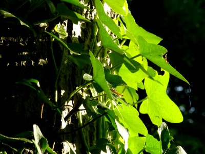 Lierre grimpant, Hedera helix, Araliacées 