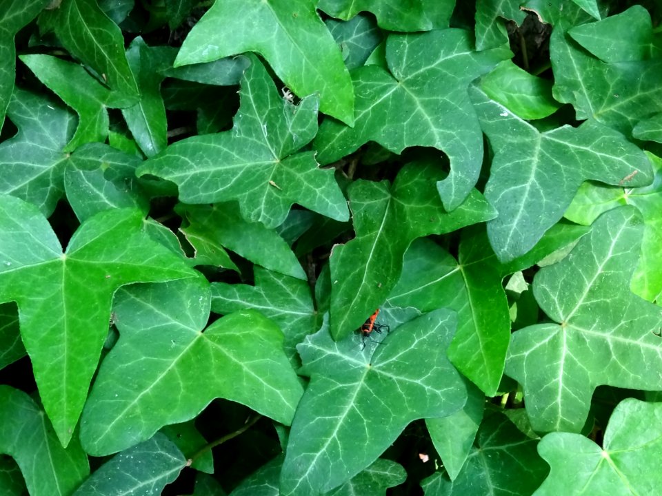 Lierre grimpant, Hedera helix, Araliacées 