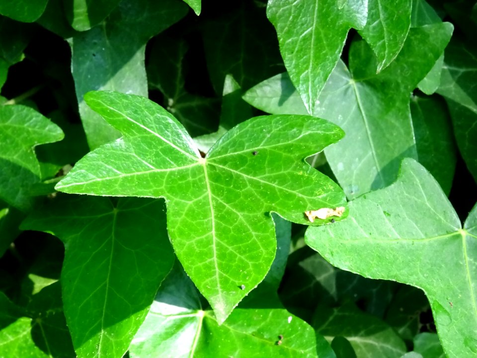 Lierre grimpant, Hedera helix, Araliacées 