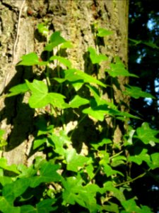 Lierre grimpant, Hedera helix, Araliacées 