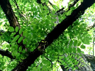 Branches et feuilles du Robinier faux-acacia, Robinia pseu… 