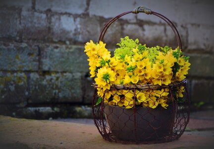 Flowers yellow flowers flower basket photo