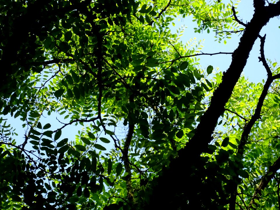 Branches et feuilles du Robinier faux-acacia, Robinia pseu… 