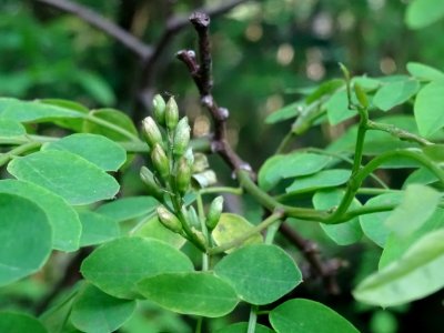 Inflorescence immature de Robinier faux-acacia, Robinia ps… 