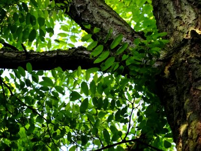 Tronc, branches et feuilles du Robinier faux-acacia, Robin… 