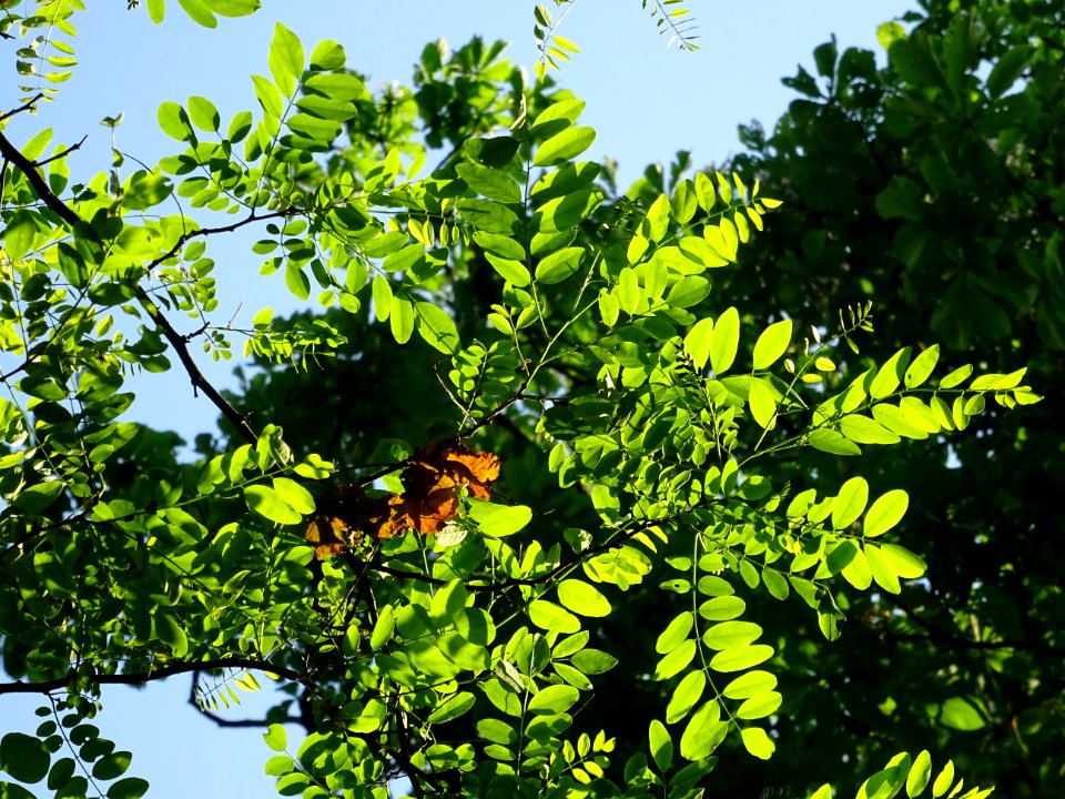 Feuilles de Robinier faux-acacia, Robinia pseudoacacia, Fa… 