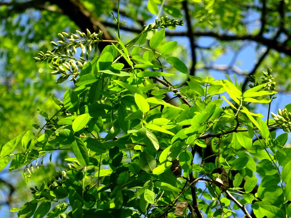 Inflorescences matures à fleurs blanches du Robinier faux-… 